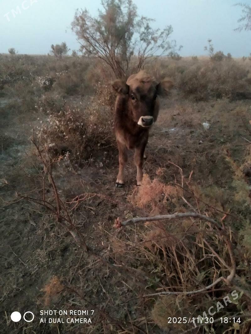 Tuwe - Бахарден - img 3