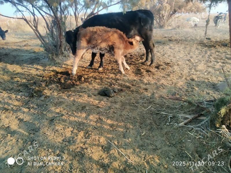 Tuwe - Бахарден - img 6