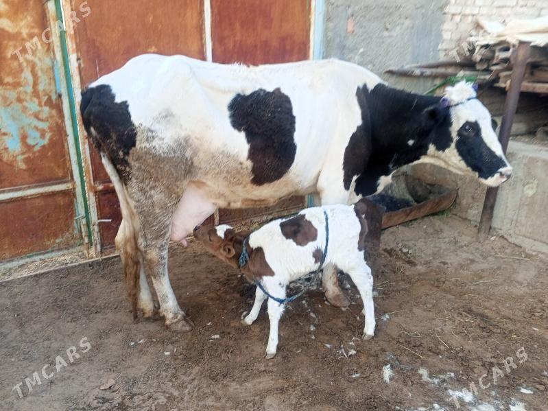 goleli sygyr - Çoganly - img 2