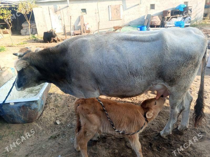 goleli sygyr - Çoganly - img 2