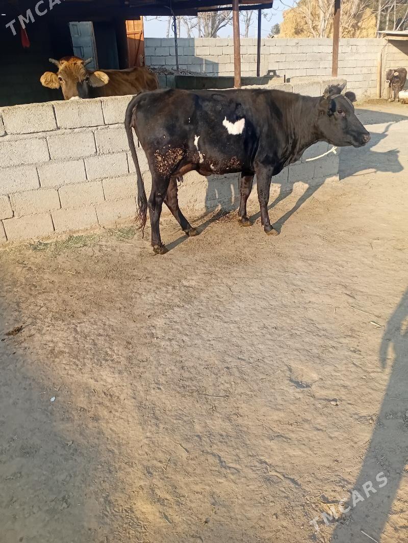 sygyr - Ak bugdaý etraby - img 2