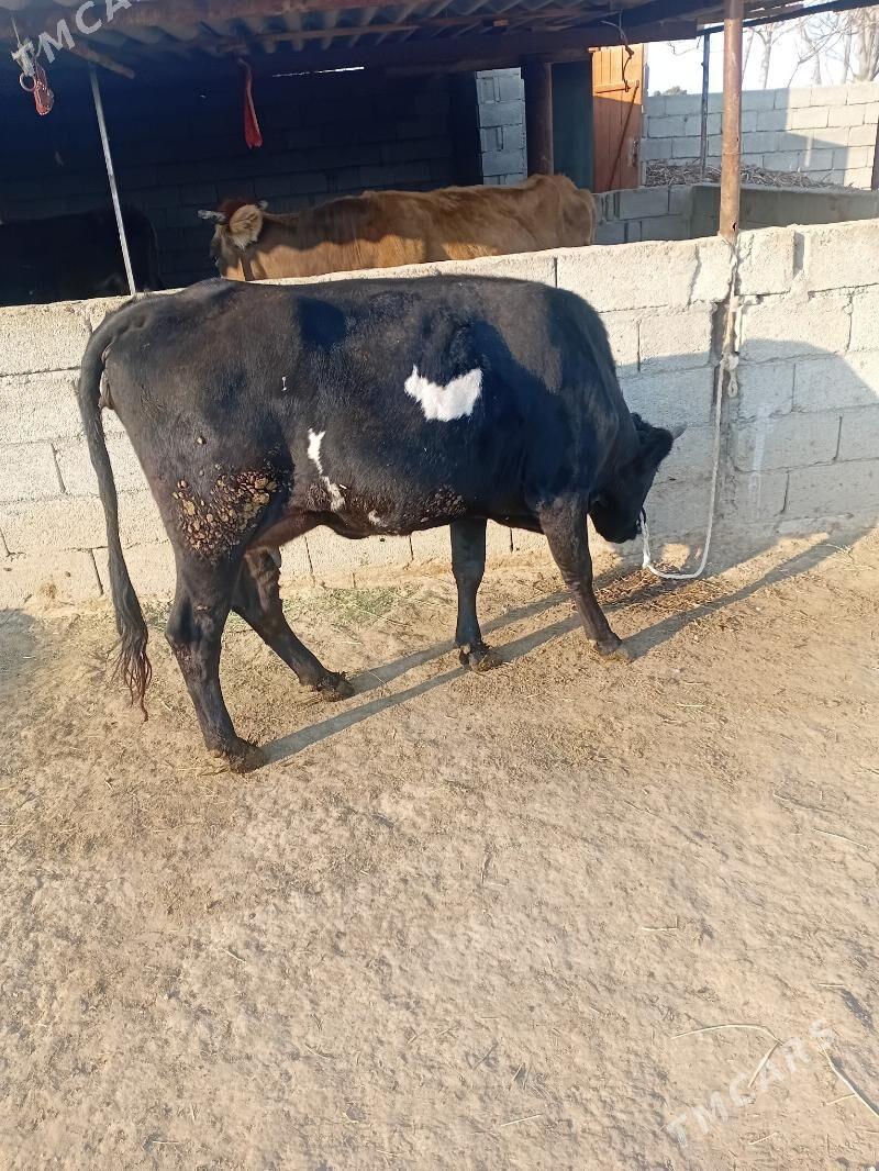 sygyr - Ak bugdaý etraby - img 3