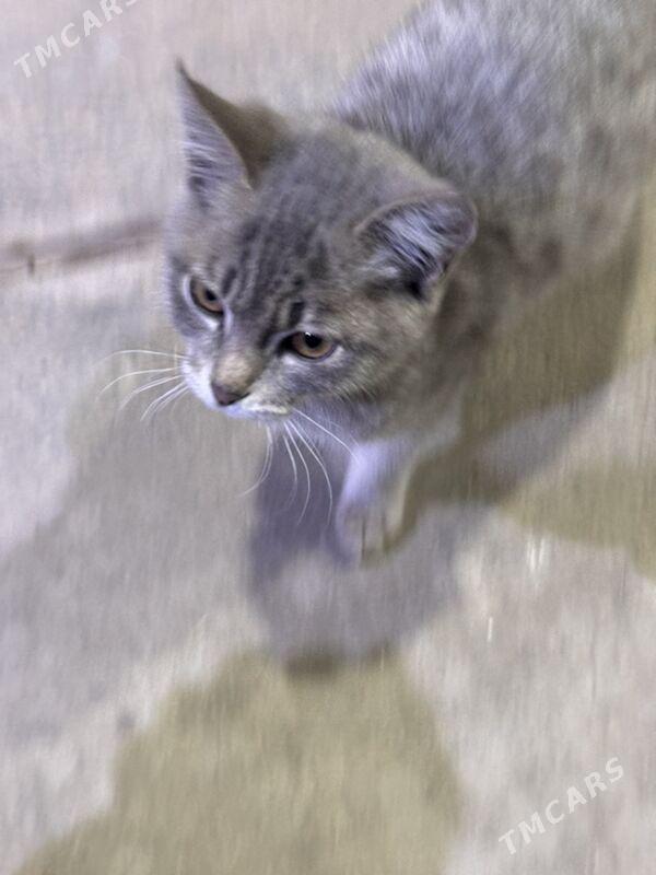 Pishijek - Тязе заман - img 3