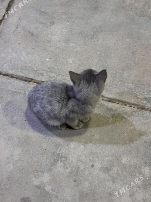 Pishijek - Тязе заман - img 2