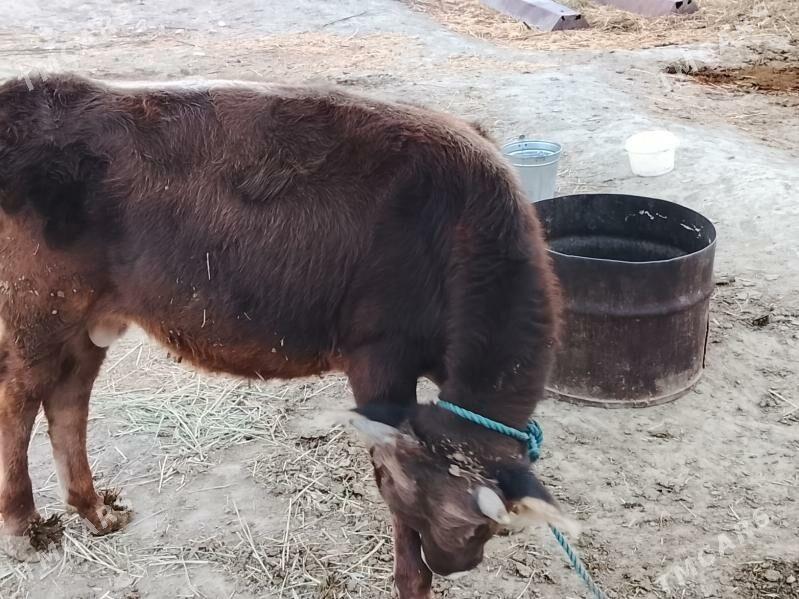 öküz - Бахарден - img 7