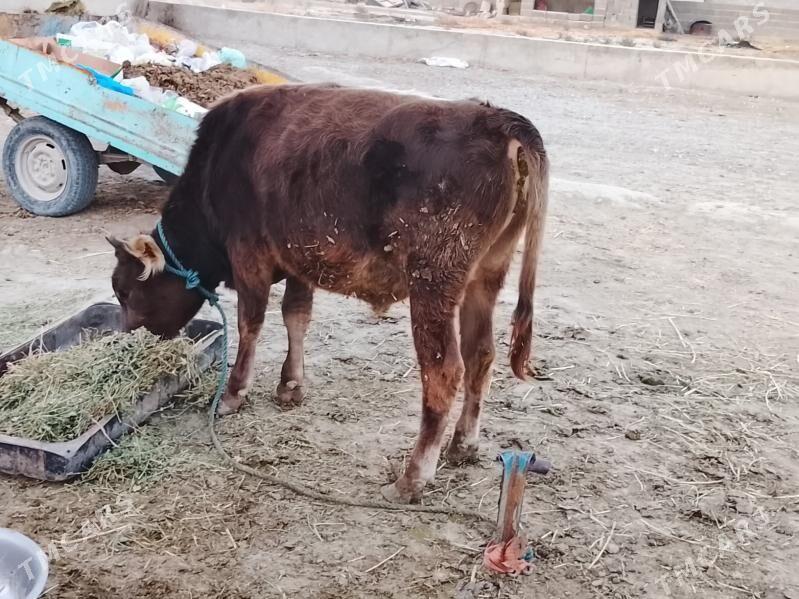 öküz - Бахарден - img 3