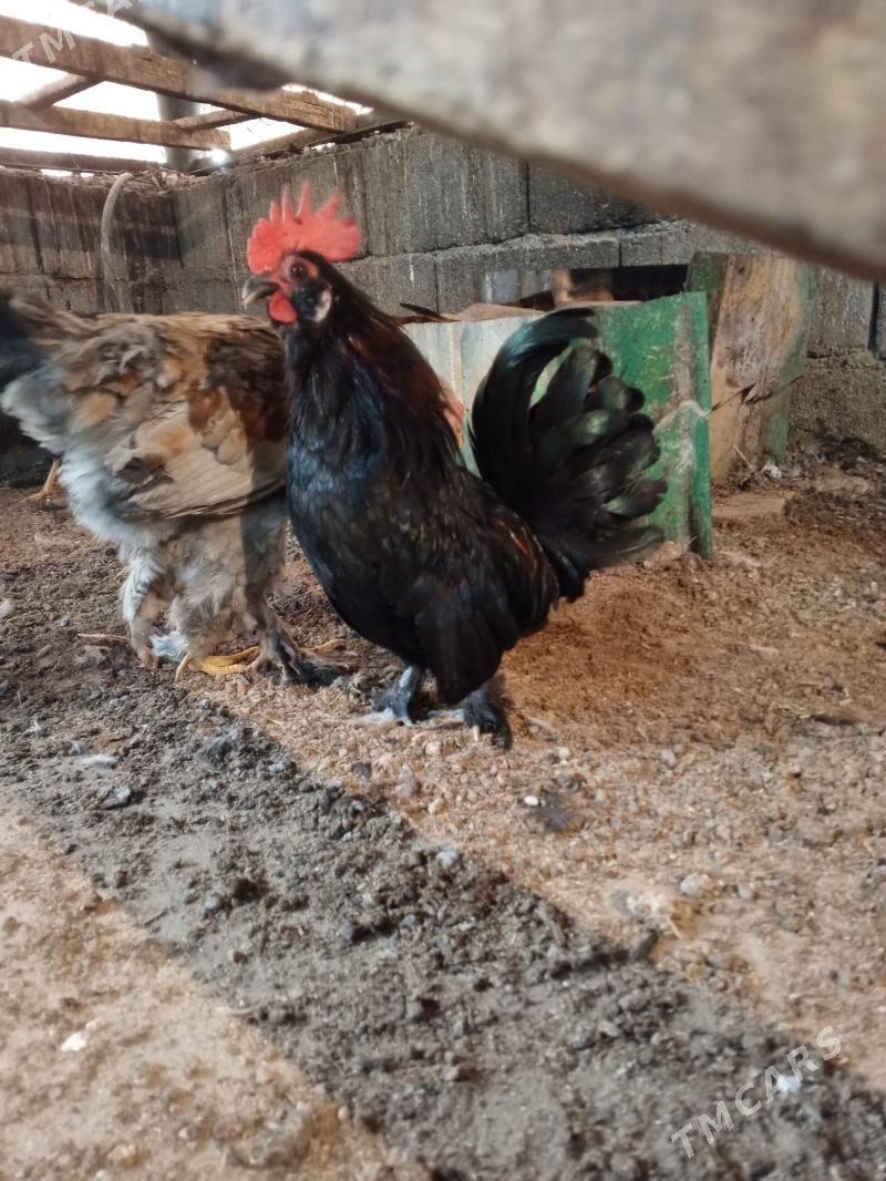 karlik - Тязе заман - img 3