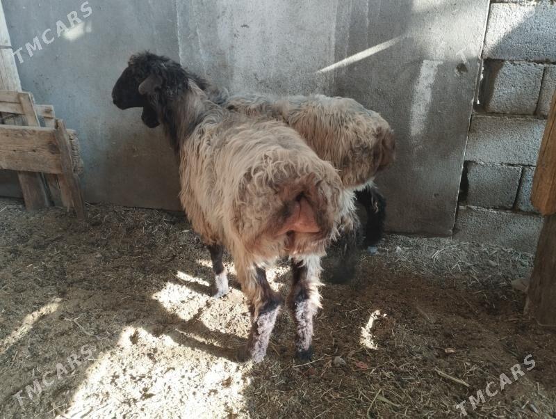 tokly - Анев - img 1