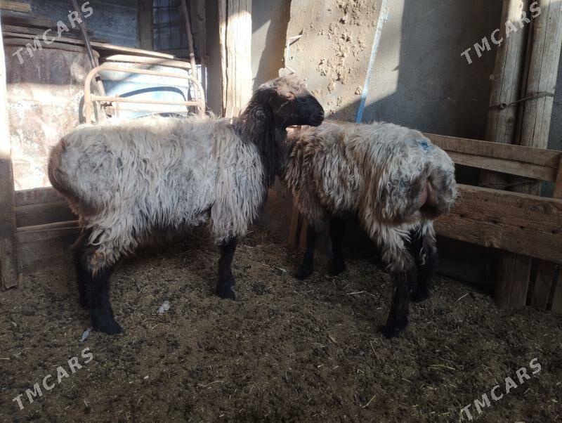 tokly - Анев - img 2