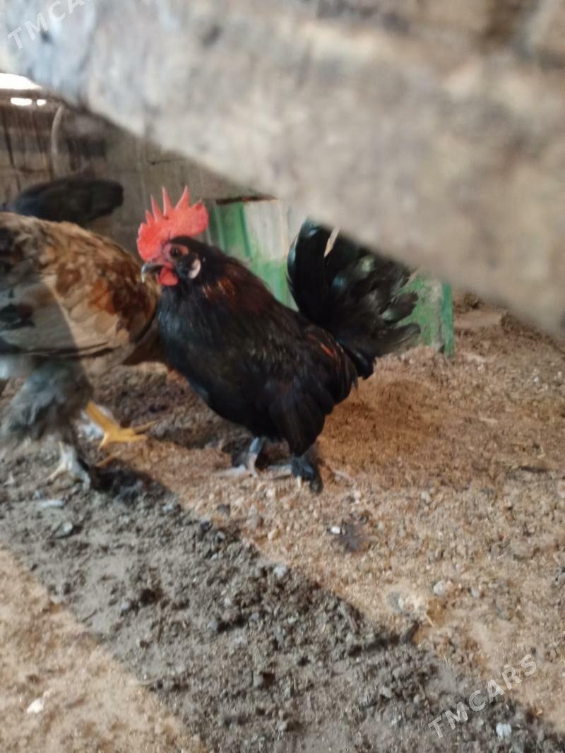 karlik - Тязе заман - img 4