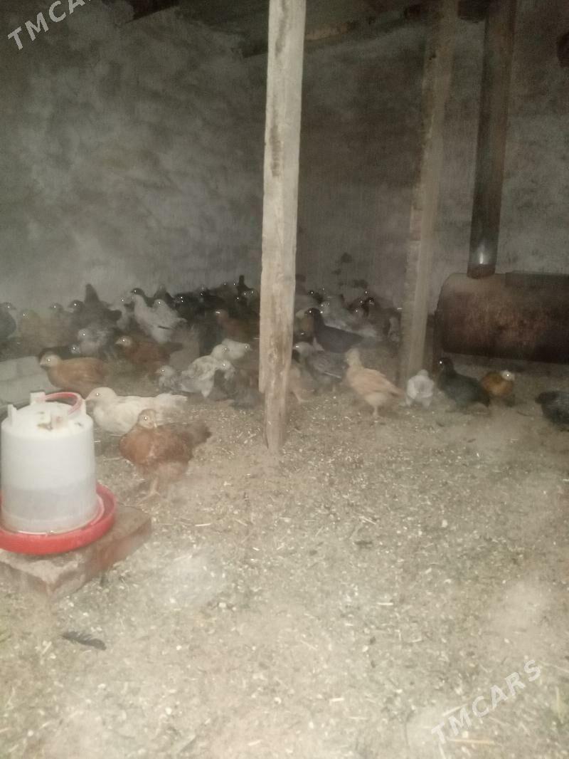 towuk juyje - Сакарчага - img 6