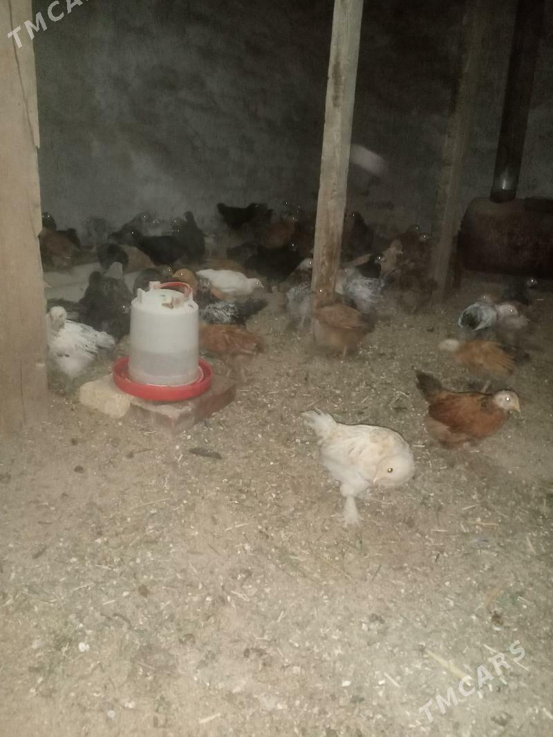 towuk juyje - Сакарчага - img 7