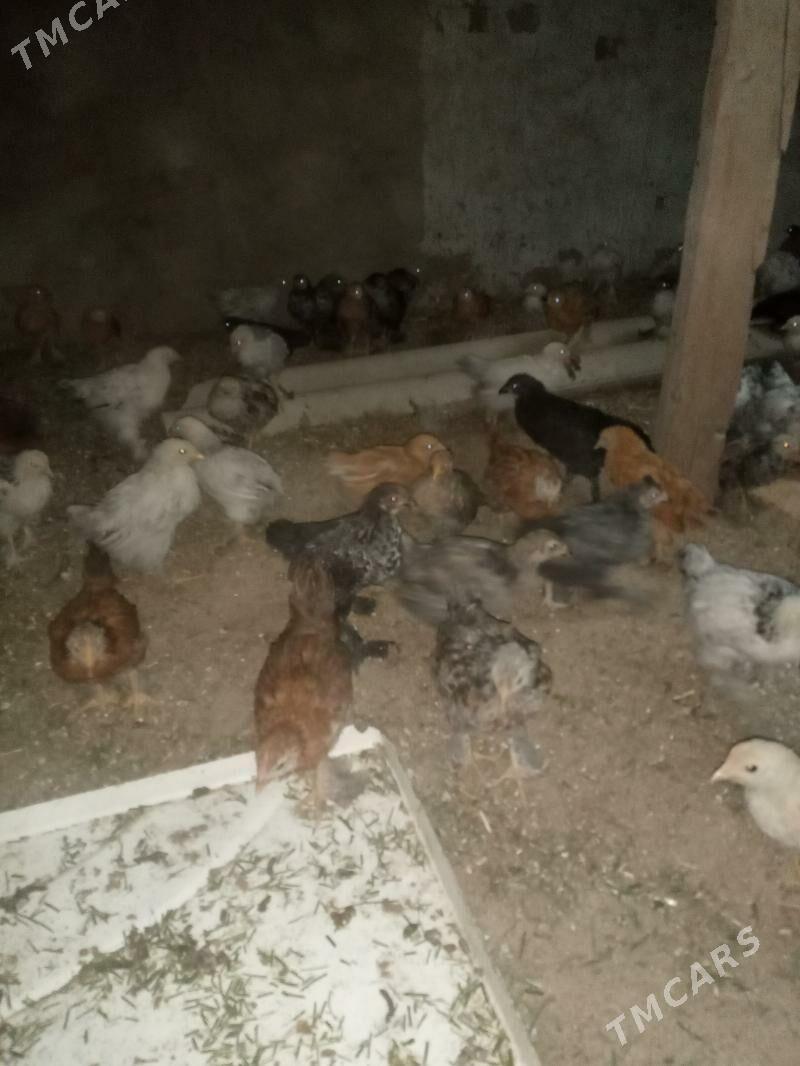 towuk juyje - Сакарчага - img 4