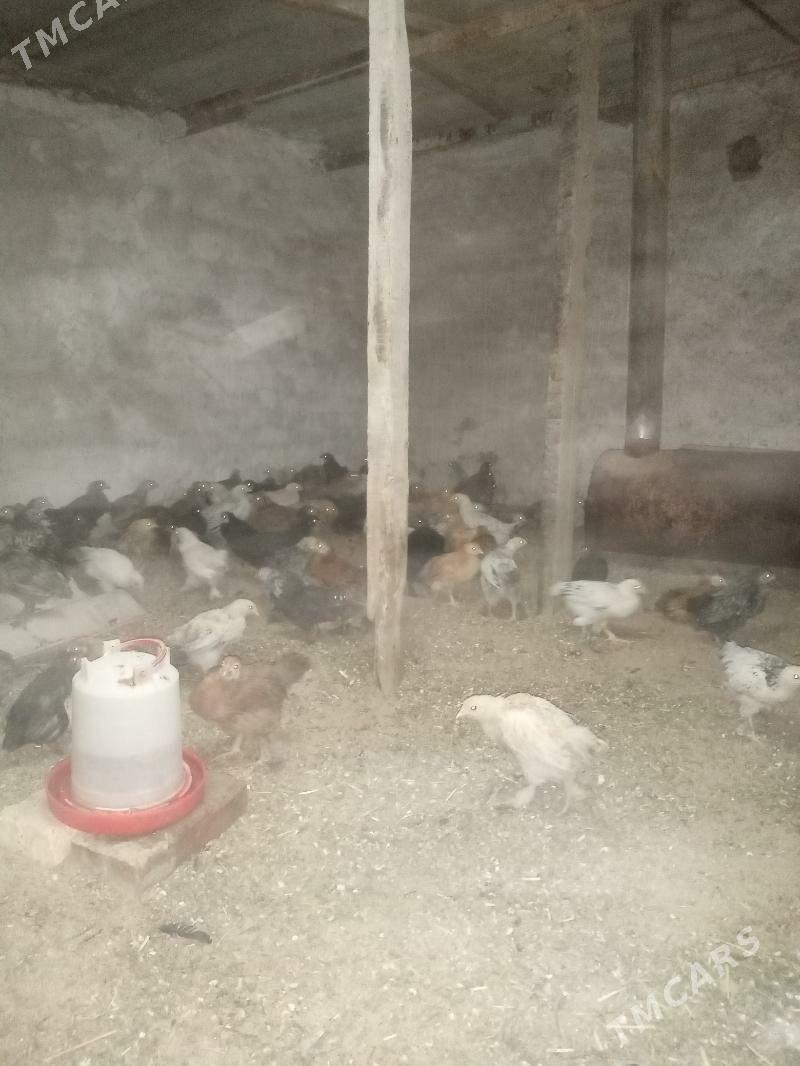 towuk juyje - Сакарчага - img 5