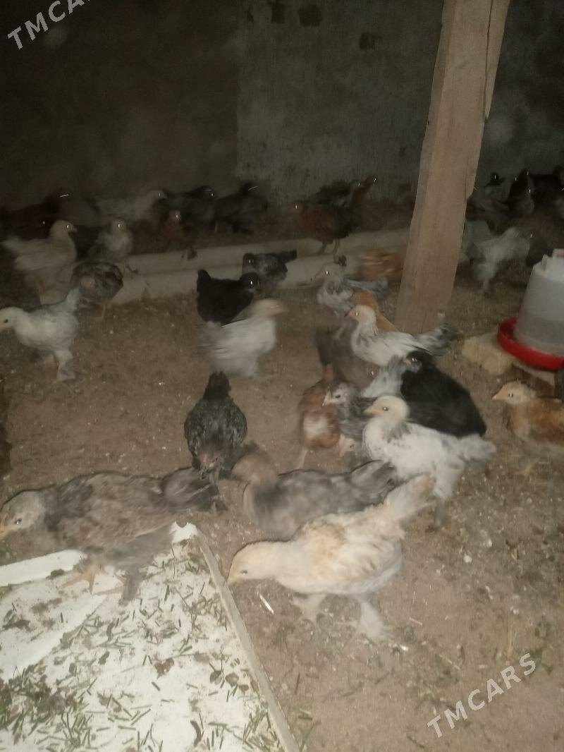 towuk juyje - Сакарчага - img 3