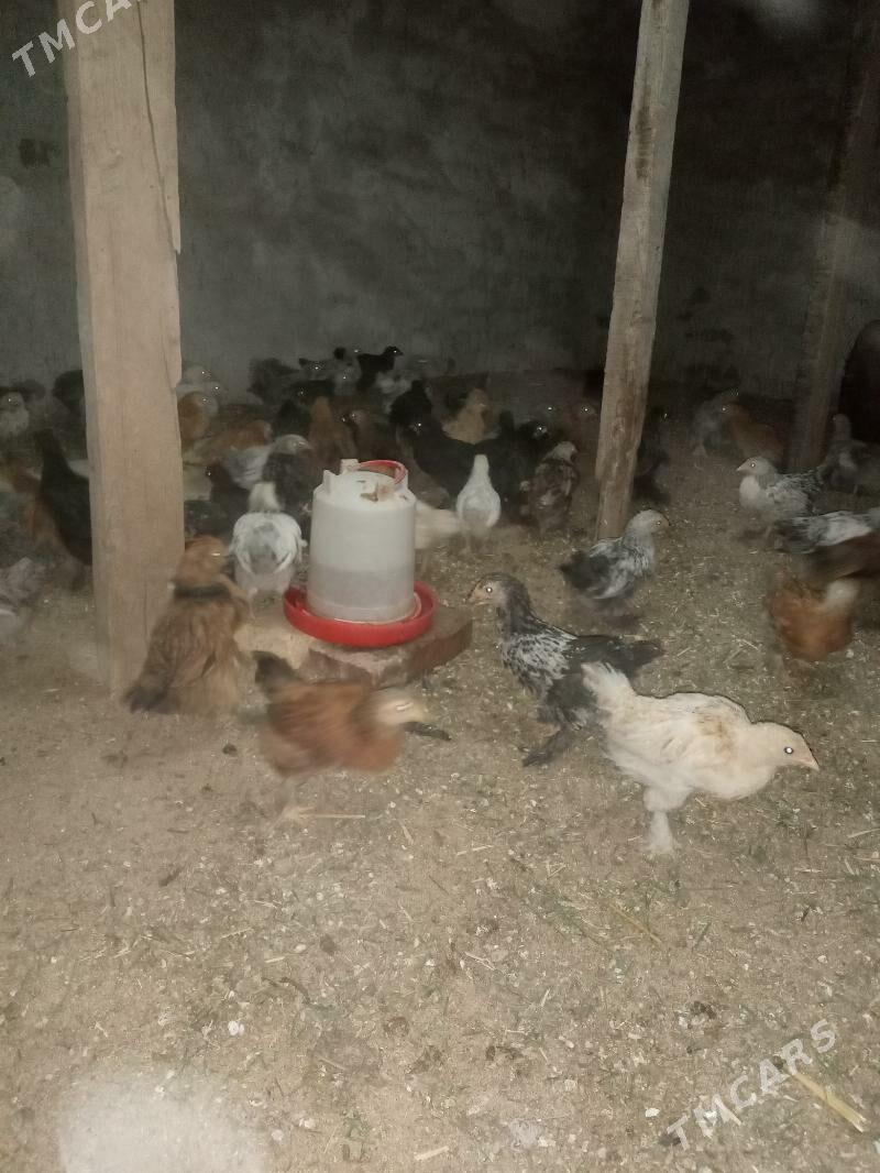 towuk juyje - Сакарчага - img 8