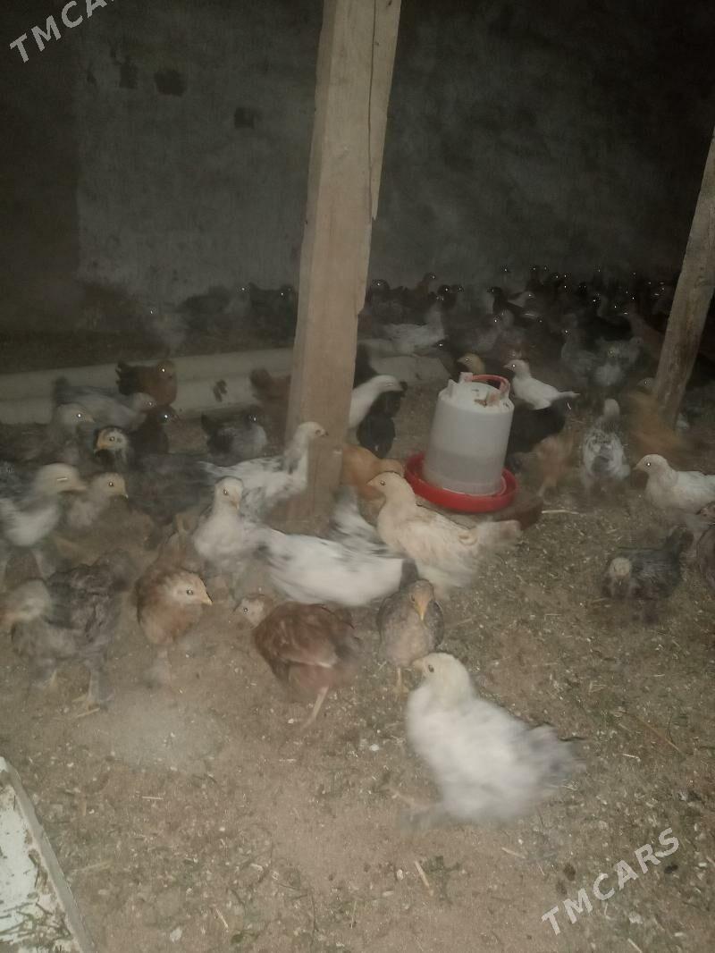 towuk juyje - Сакарчага - img 2