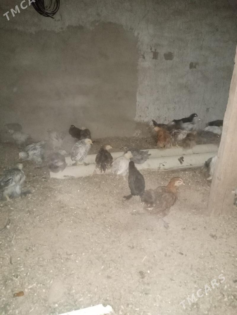 towuk juyje - Сакарчага - img 9