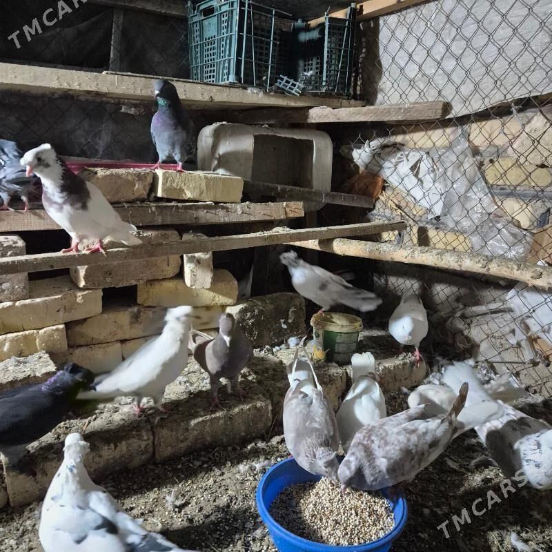 kepderi arzan - Губадаг - img 4