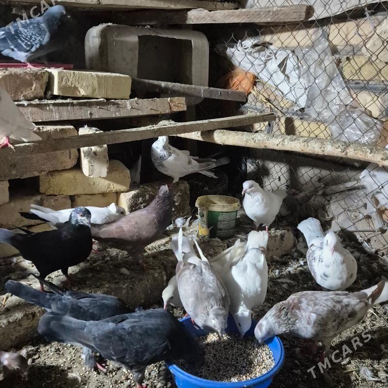 kepderi arzan - Губадаг - img 1