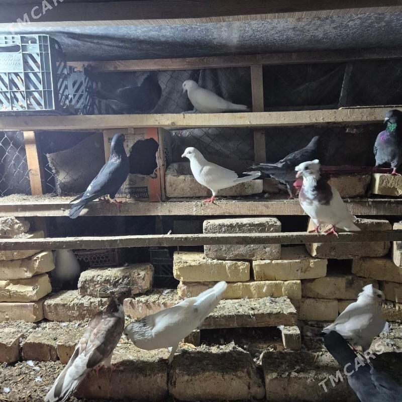 kepderi arzan - Губадаг - img 2