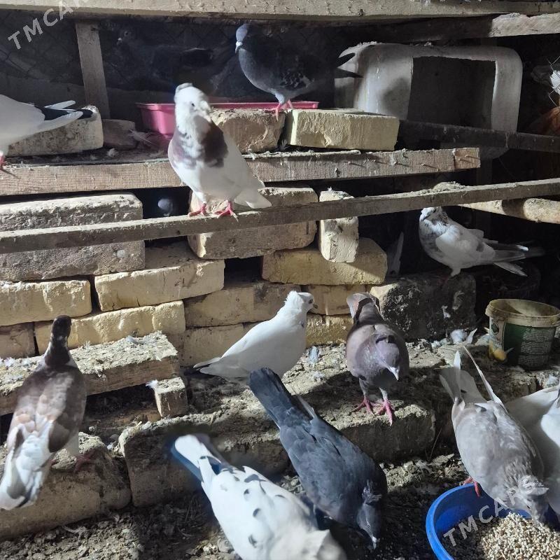 kepderi arzan - Губадаг - img 3