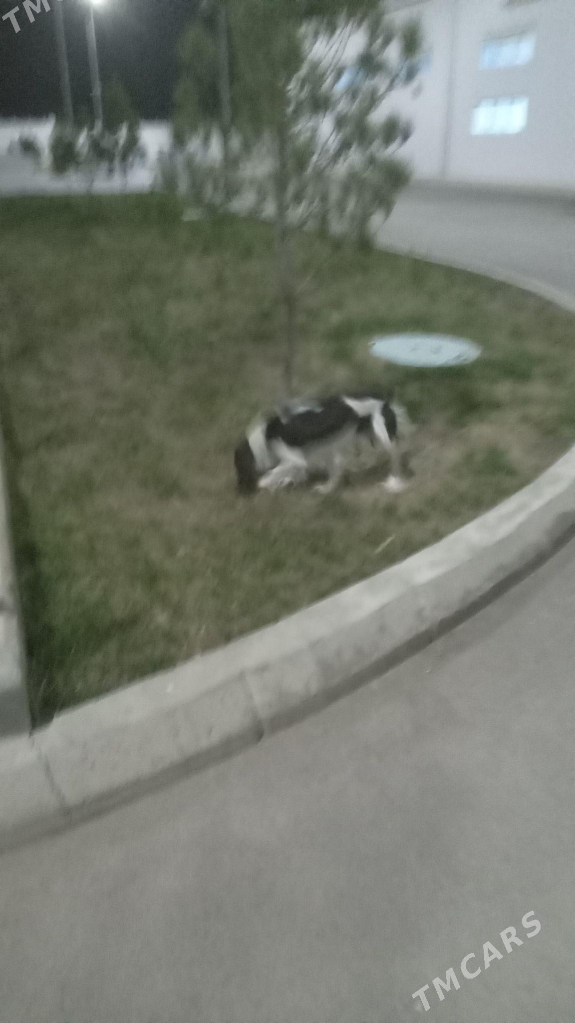 Spaniel aw. iti - Ашхабад - img 3