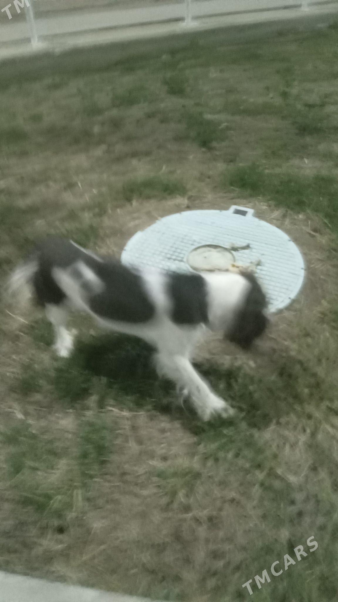 Spaniel aw. iti - Ашхабад - img 2