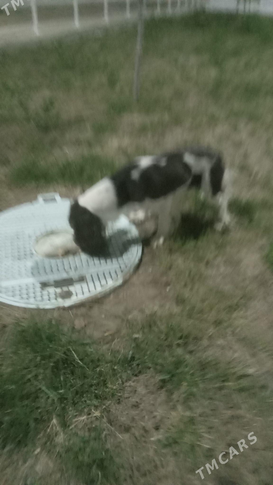 Spaniel aw. iti - Ашхабад - img 4