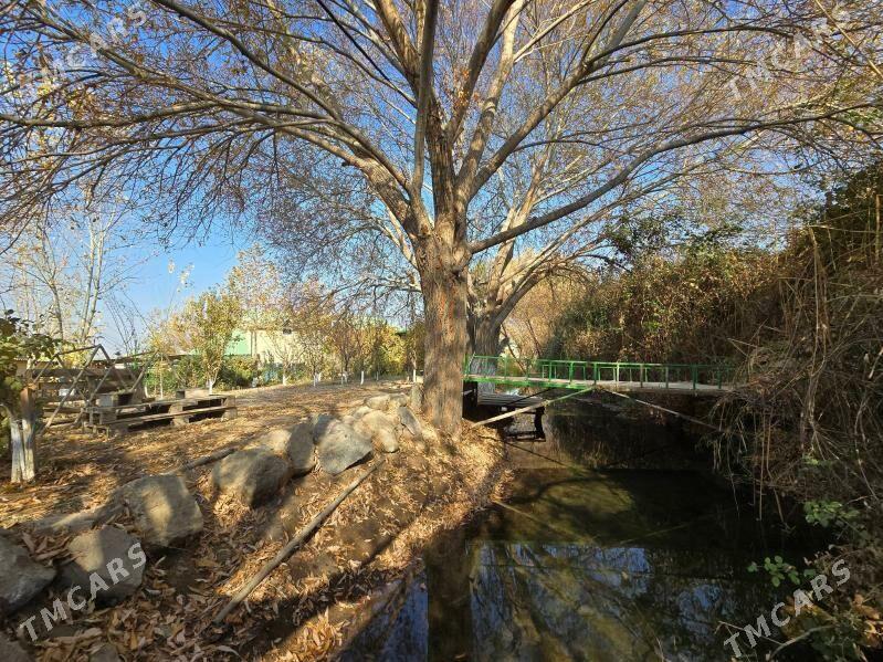 Bagyr  Багир Bekrewe  Gokje - Bagyr - img 2