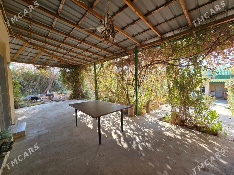 Bagyr  Багир Bekrewe  Gokje - Bagyr - img 6