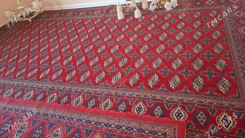 haly - Багир - img 1