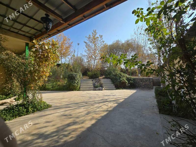 Bagyr  Багир Bekrewe  Gokje - Bagyr - img 5