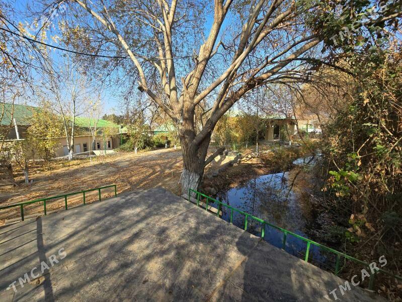 Bagyr  Багир Bekrewe  Gokje - Bagyr - img 1