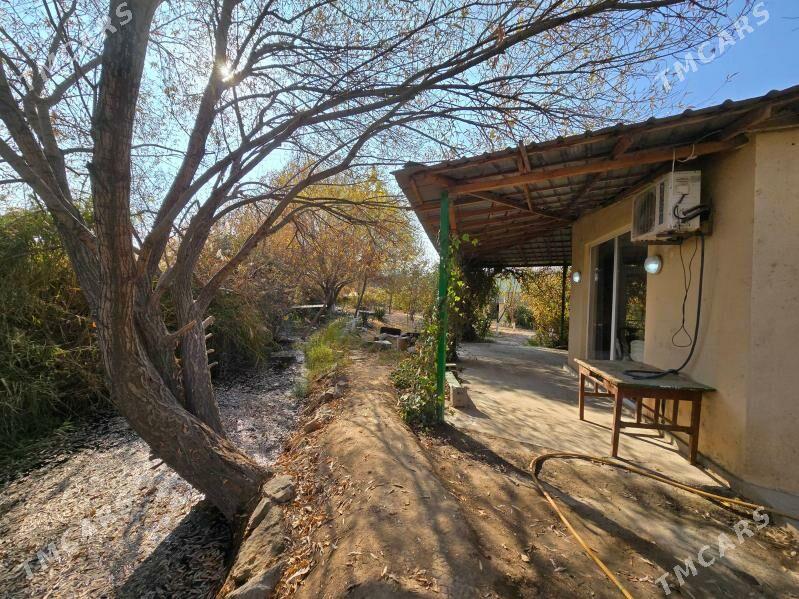 Bagyr  Багир Bekrewe  Gokje - Bagyr - img 4