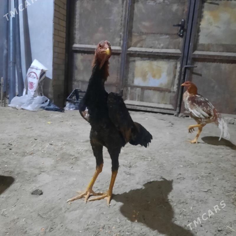 juje - Çärjew - img 4