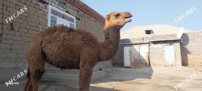 torum - Bäherden - img 2