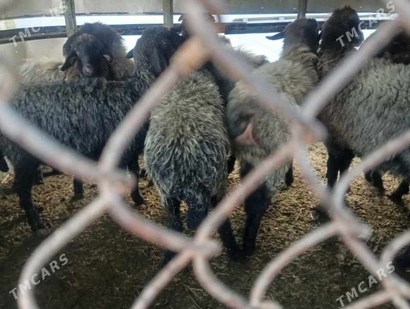 issek goyun - Aşgabat - img 3