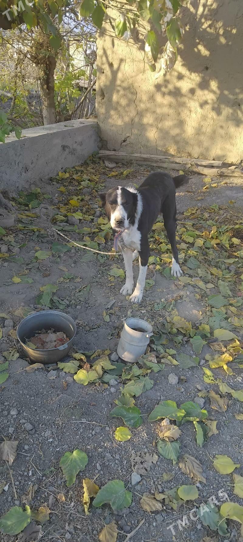 alabaý it - Махтумкули - img 3