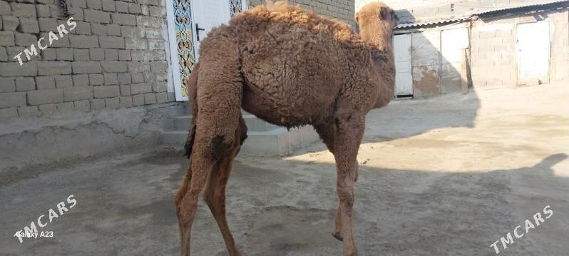 torum - Bäherden - img 3