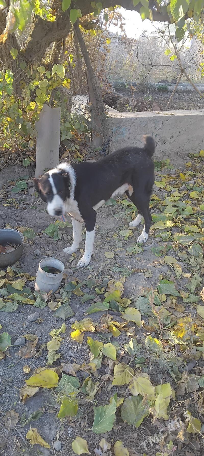 alabaý it - Махтумкули - img 5