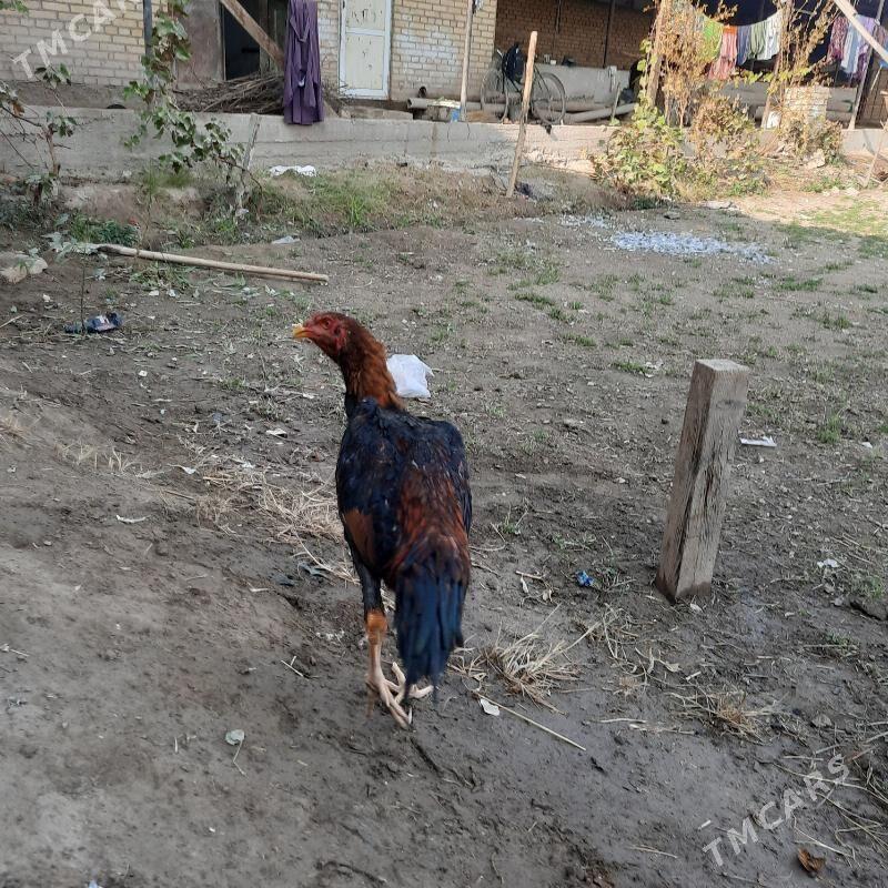 juje - Çärjew - img 3