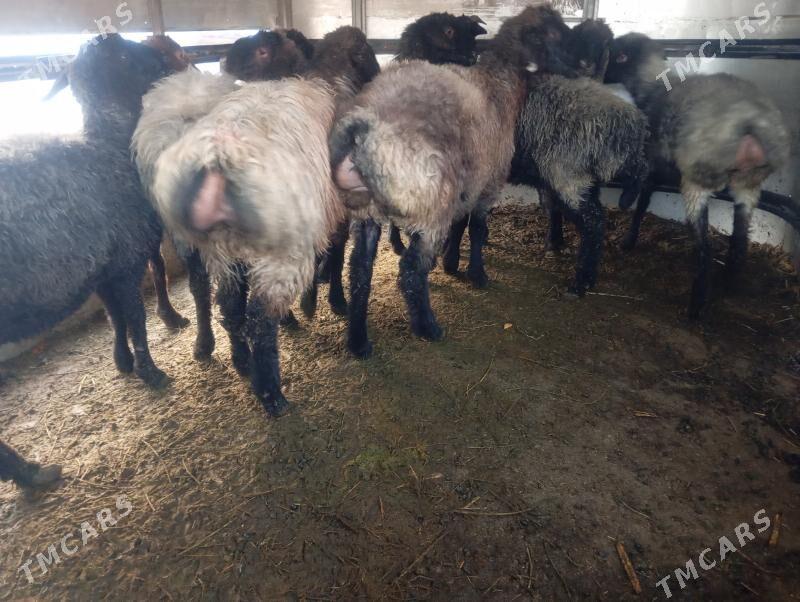 issek goyun - Aşgabat - img 2