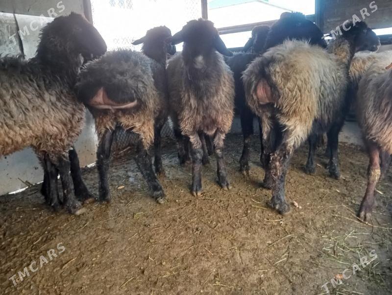 issek goyun - Aşgabat - img 4