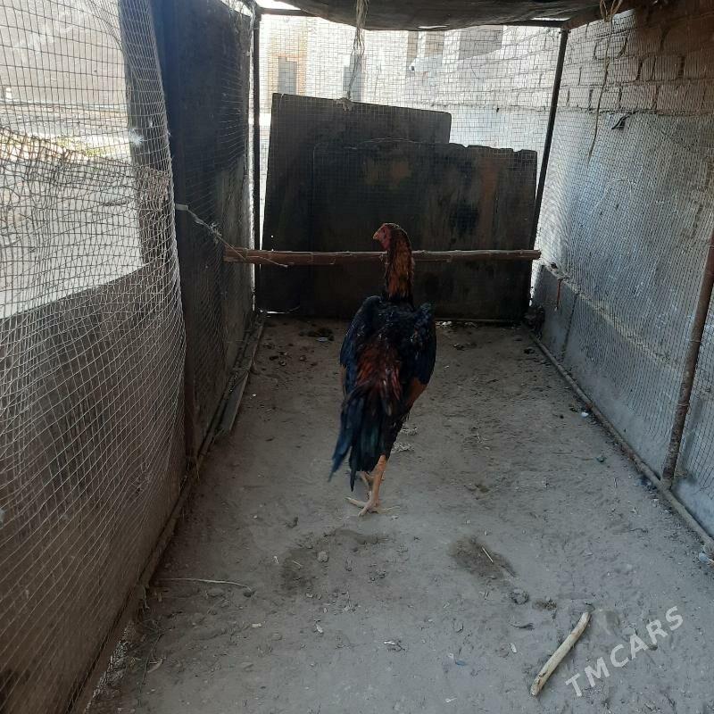 juje - Çärjew - img 2