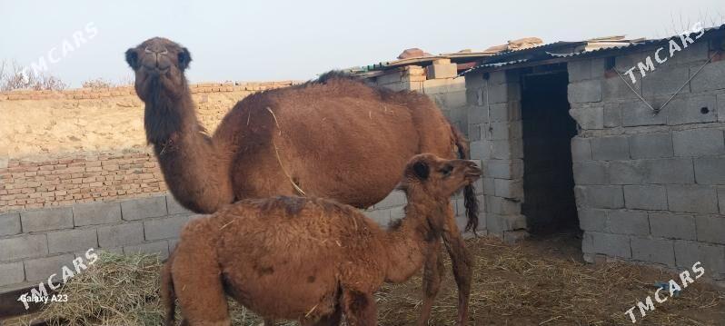 torumli duye - Bäherden - img 4