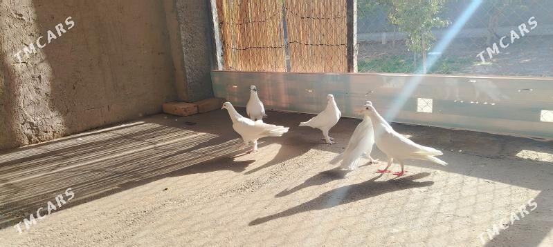 Kepderi - Mary - img 2