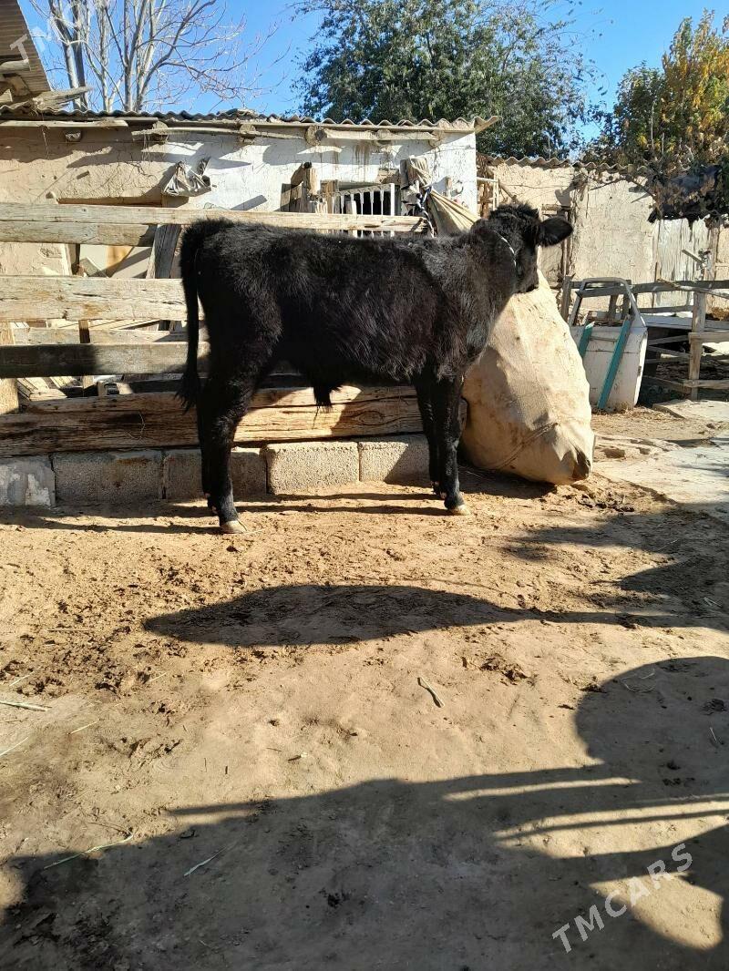 öküz - Köşi - img 3