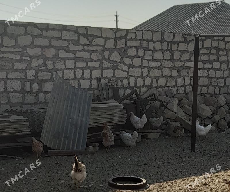 Towuk - Балканабат - img 2