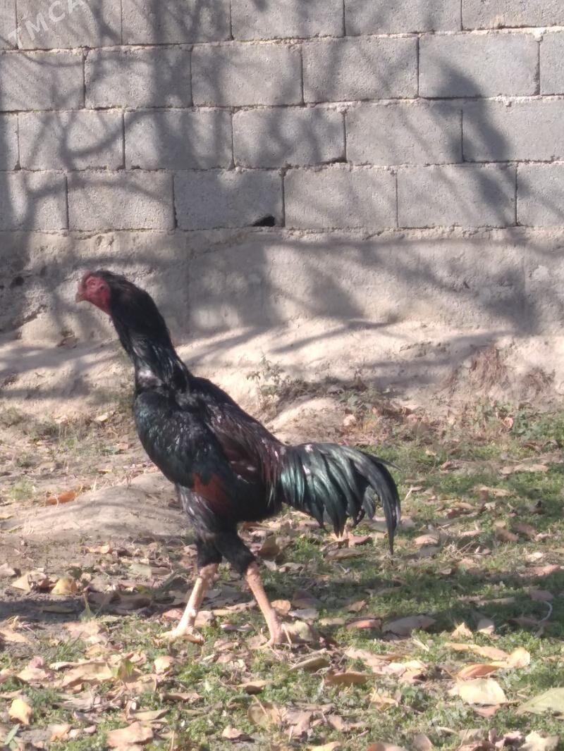 taskent - Aşgabat - img 3